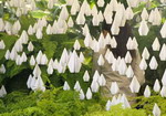 nib landscape special guest image